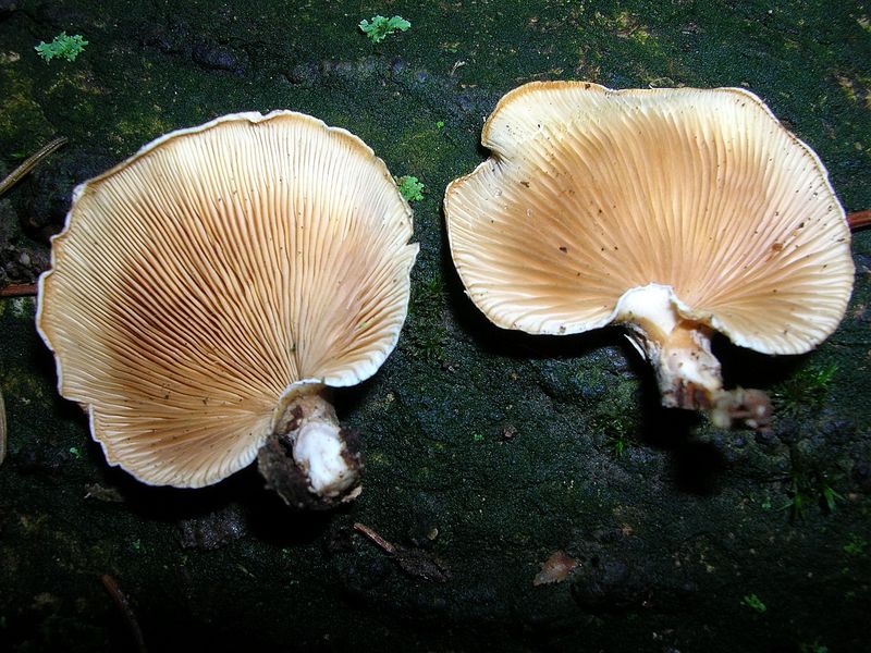 Panellus patellaris     (Fr.)      Konrad & Maubl